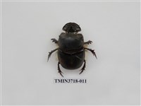 藏品(大黑糞金龜)的圖片